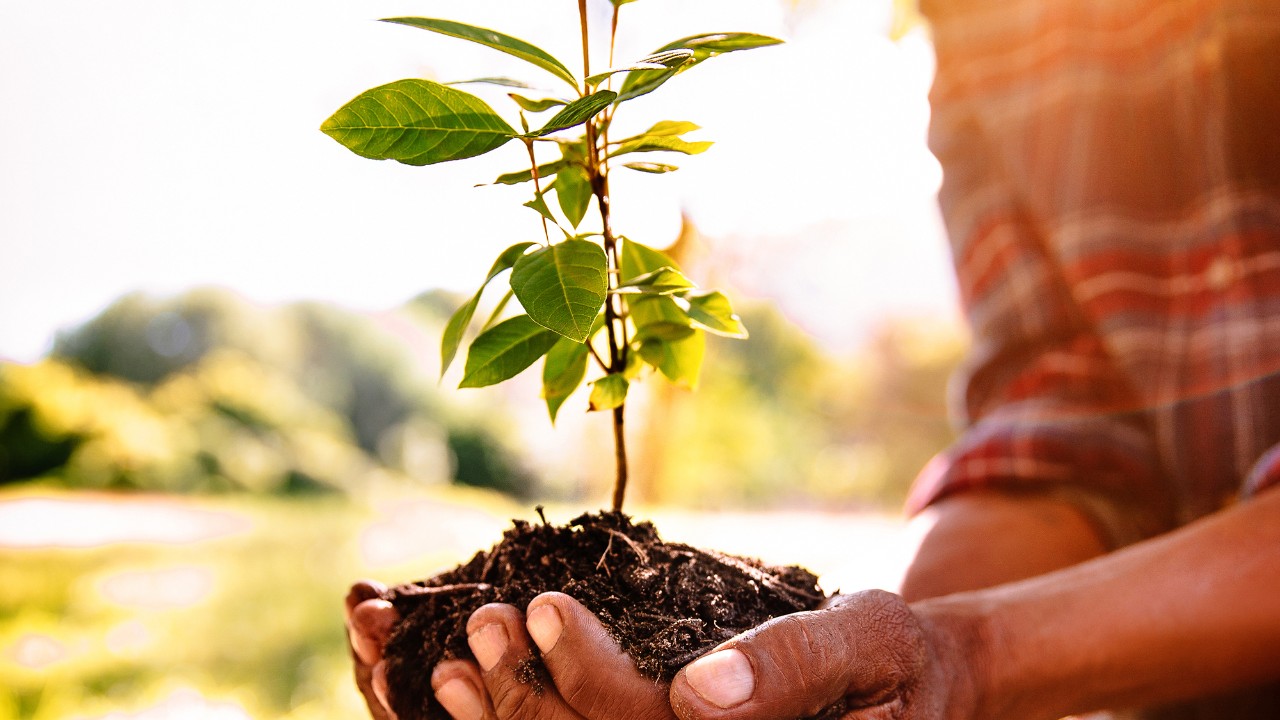 Man holding spring tree