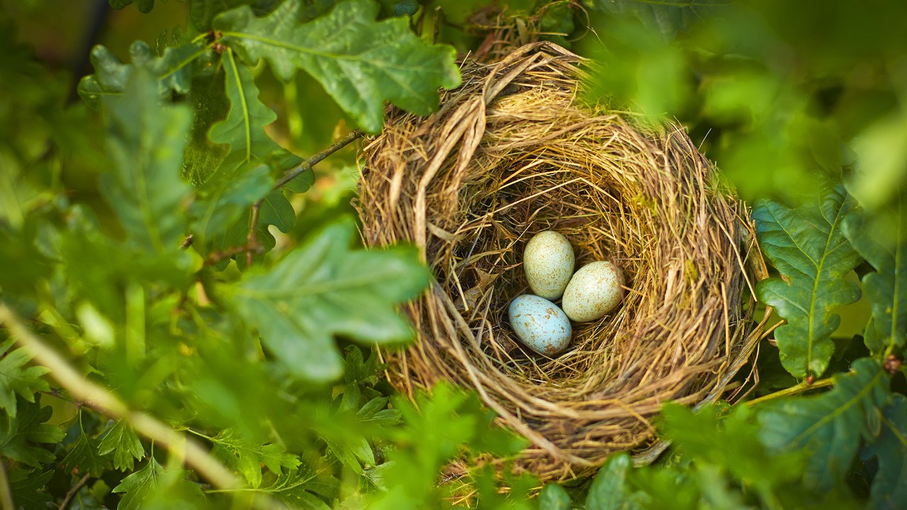 egg in basket