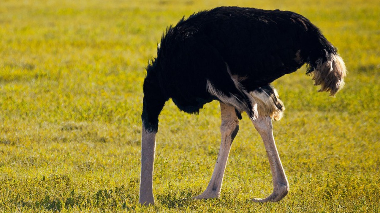 emu